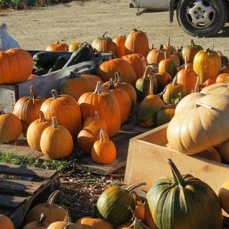 Fred's Farm